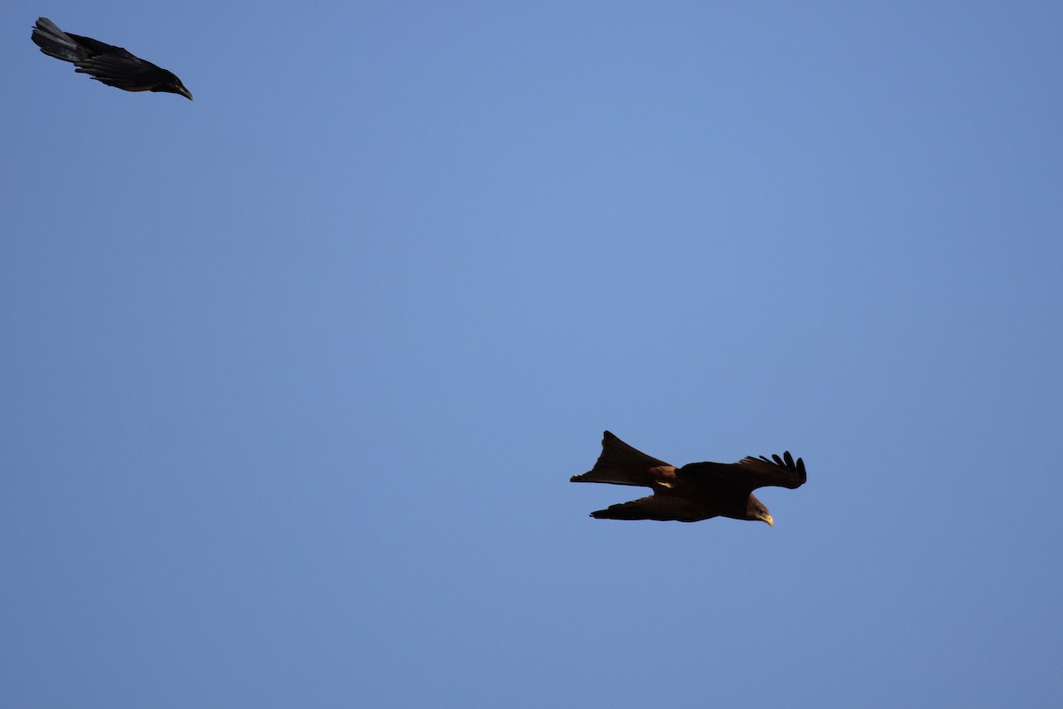 Black Kite (Yellow-billed) - ML646509358