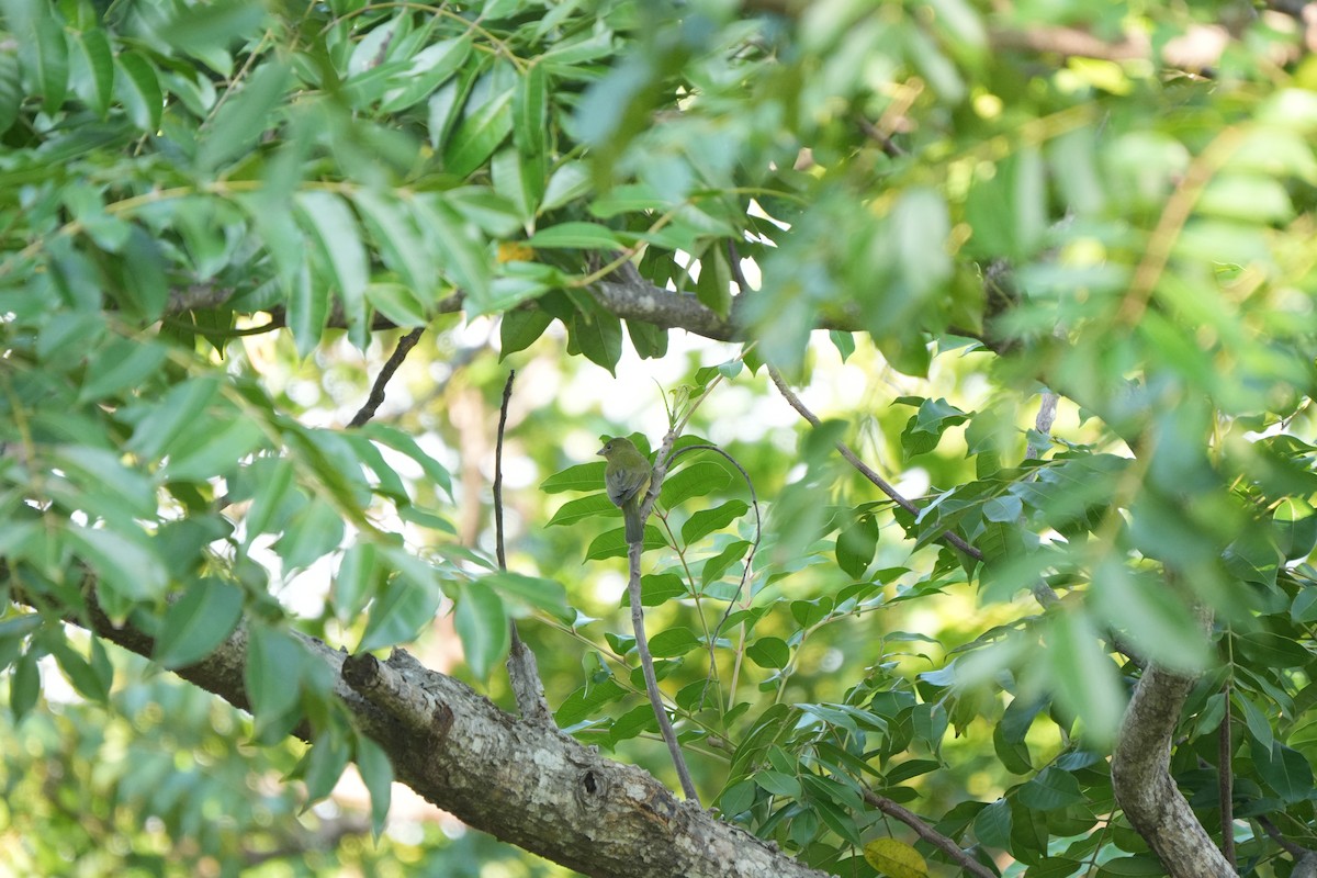 Скригнатка райдужна - ML646509359