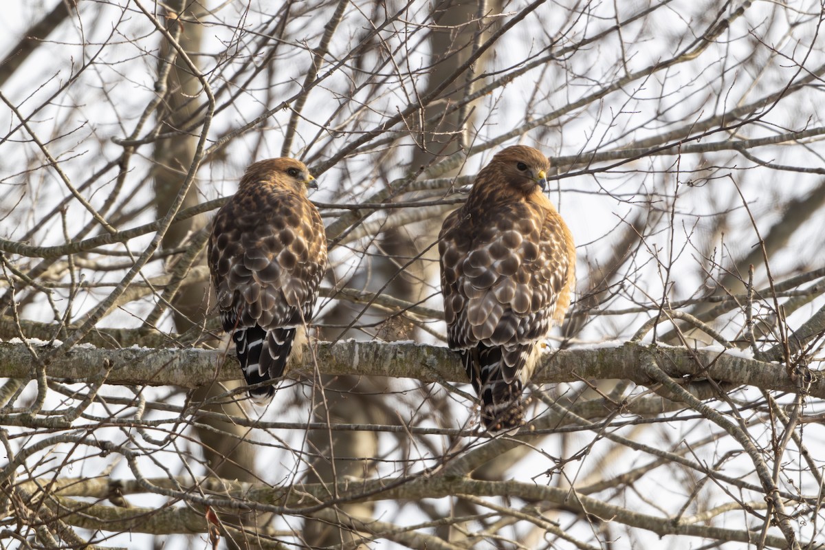 Buse à épaulettes - ML646509360