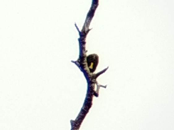 Whitehead's Spiderhunter - ML646509361