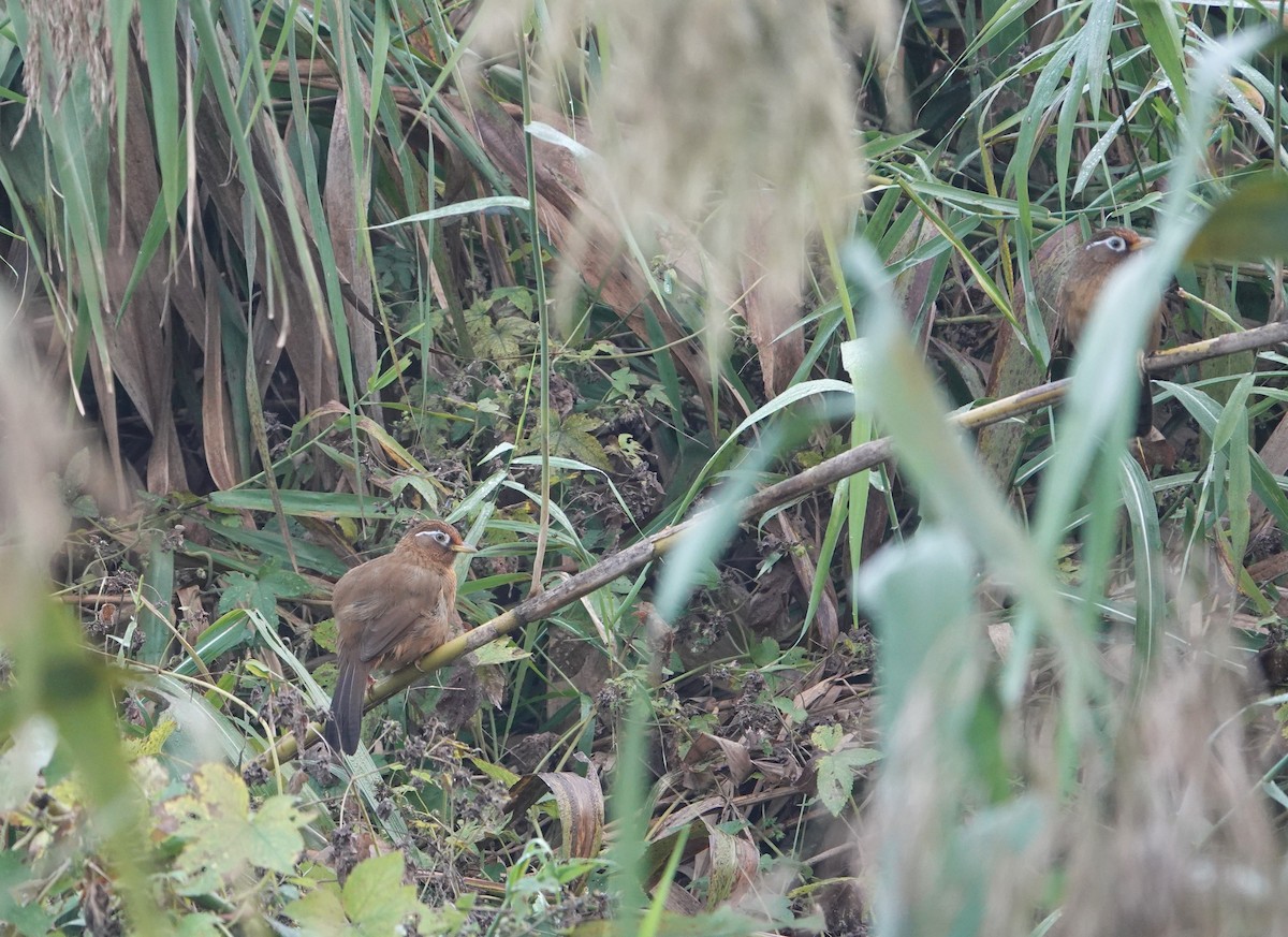 Chinese Hwamei - ML646509362