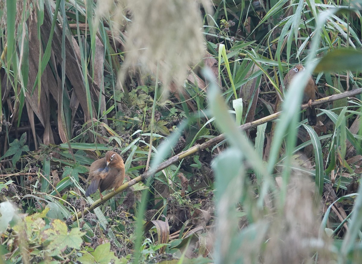 Chinese Hwamei - ML646509363