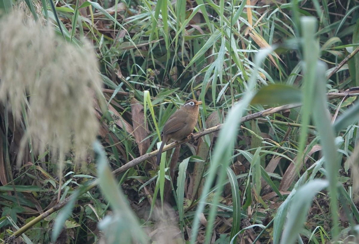 Chinese Hwamei - ML646509364