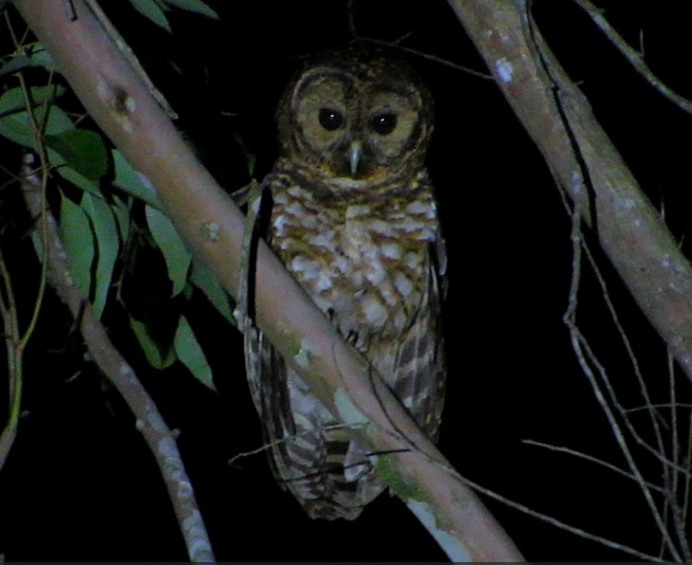 Rusty-barred Owl - ML646509366