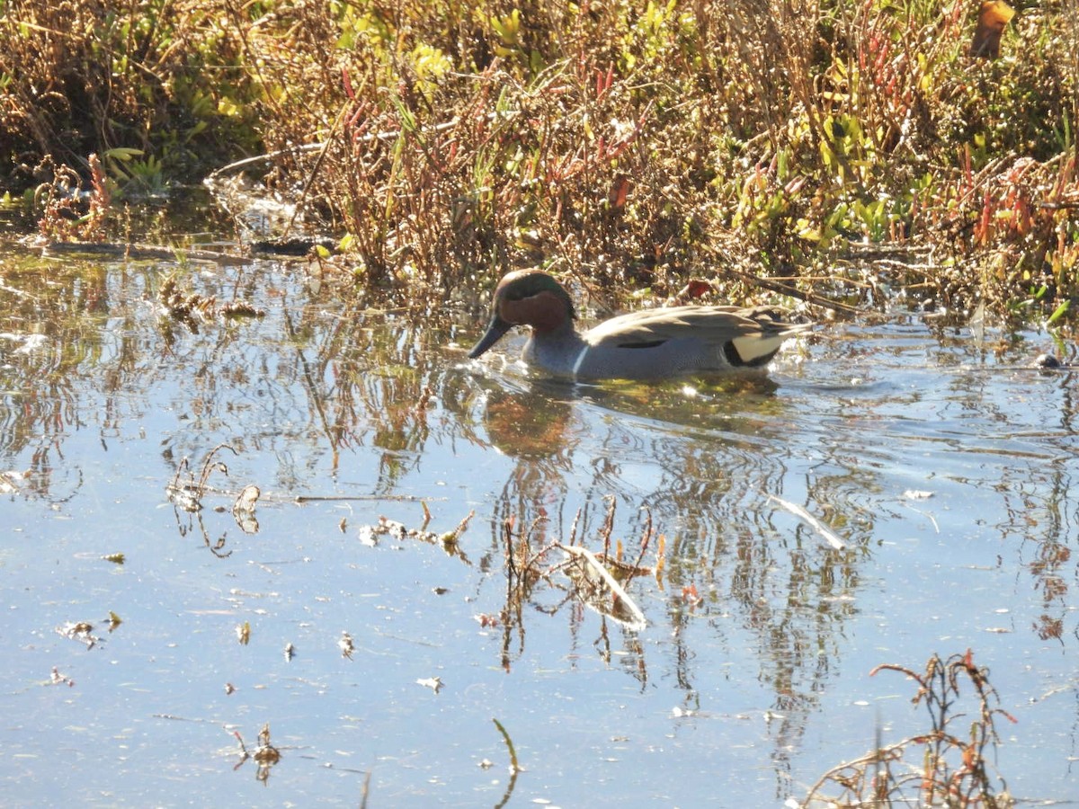 Green-winged Teal - ML646509367