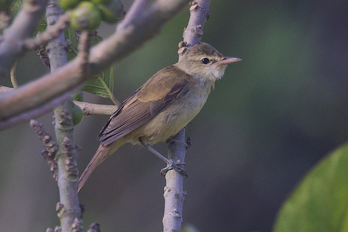 Oriental Reed Warbler - ML646509369
