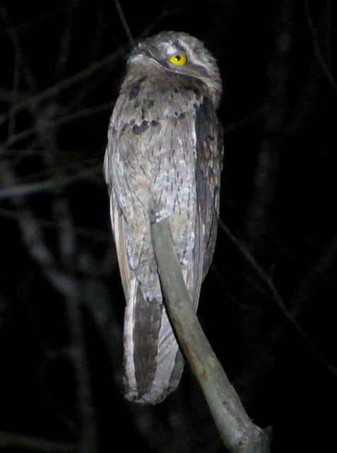 Common Potoo - ML646509370