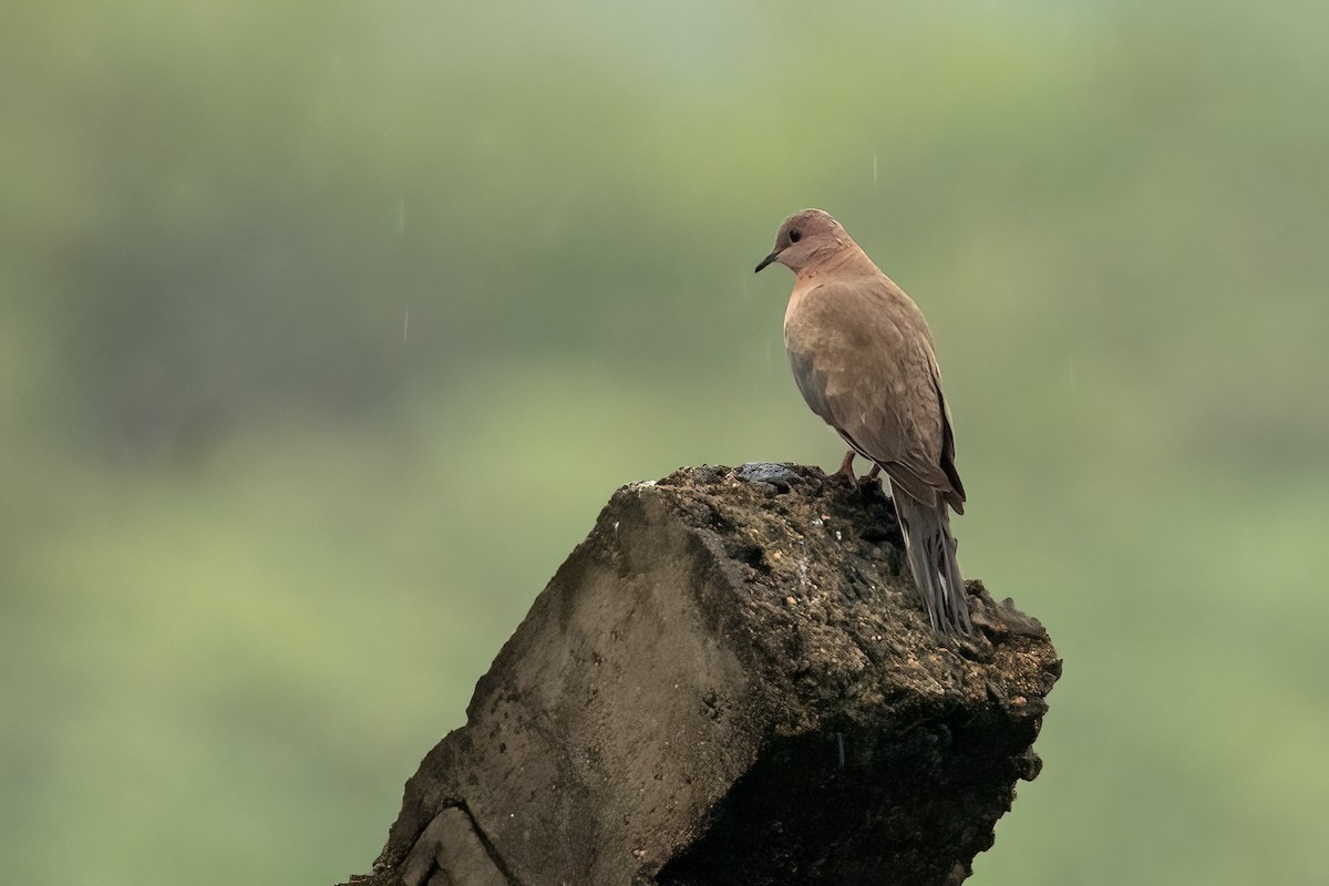 Laughing Dove - ML646509371