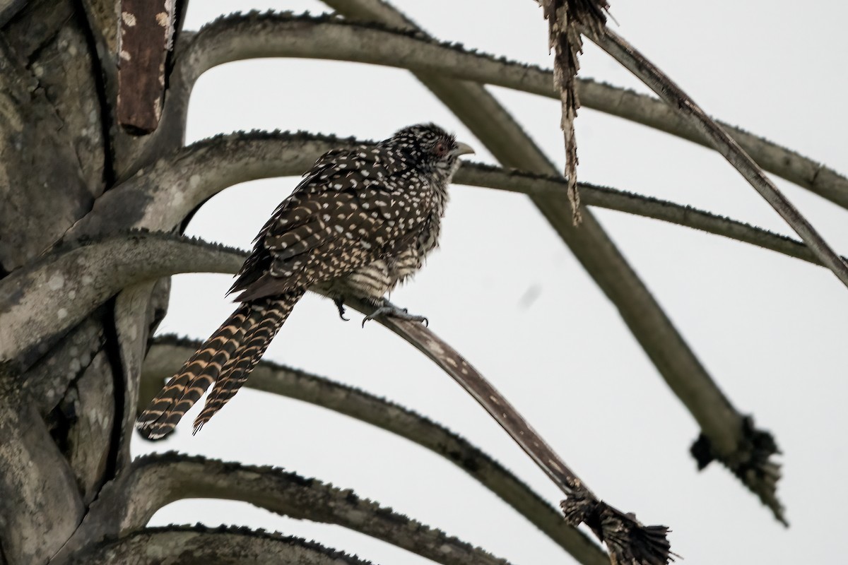 Asian Koel - ML646509373