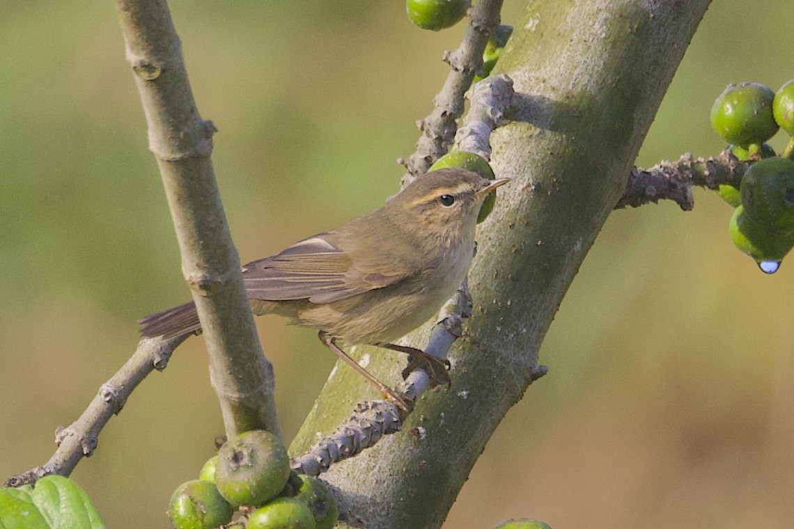 Dusky Warbler - ML646509380