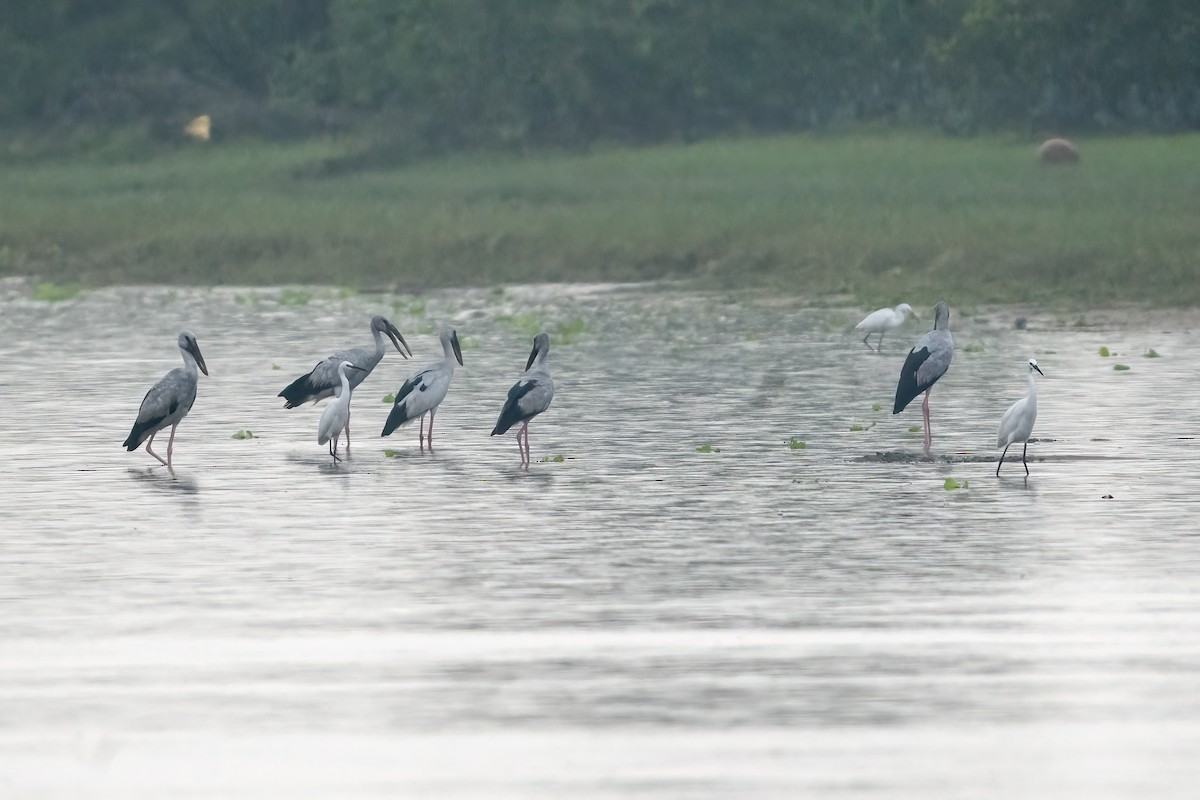 Asian Openbill - ML646509381