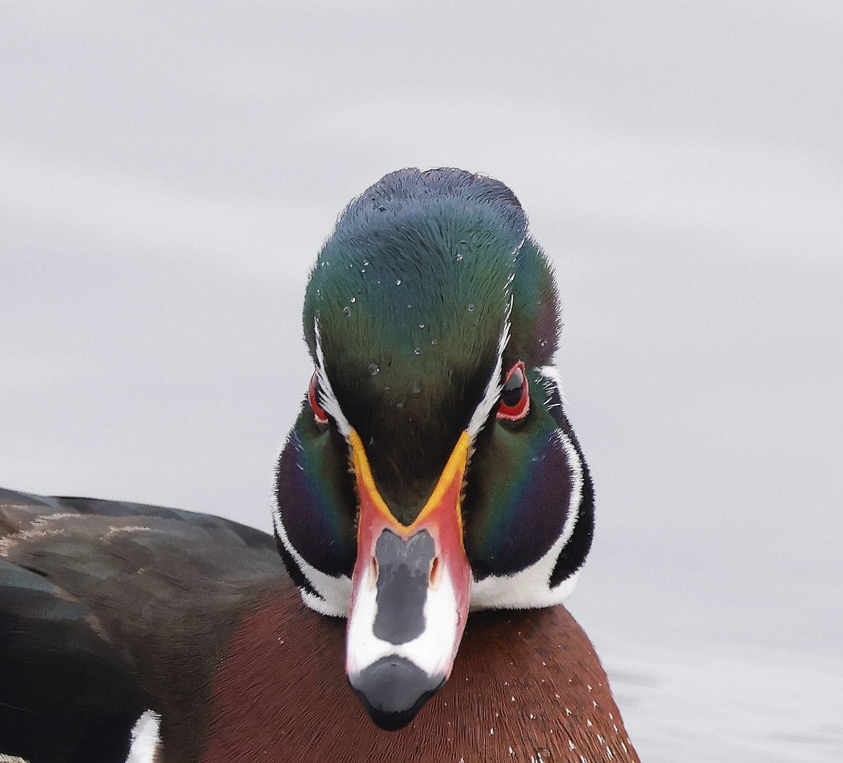 Wood Duck - ML646509382