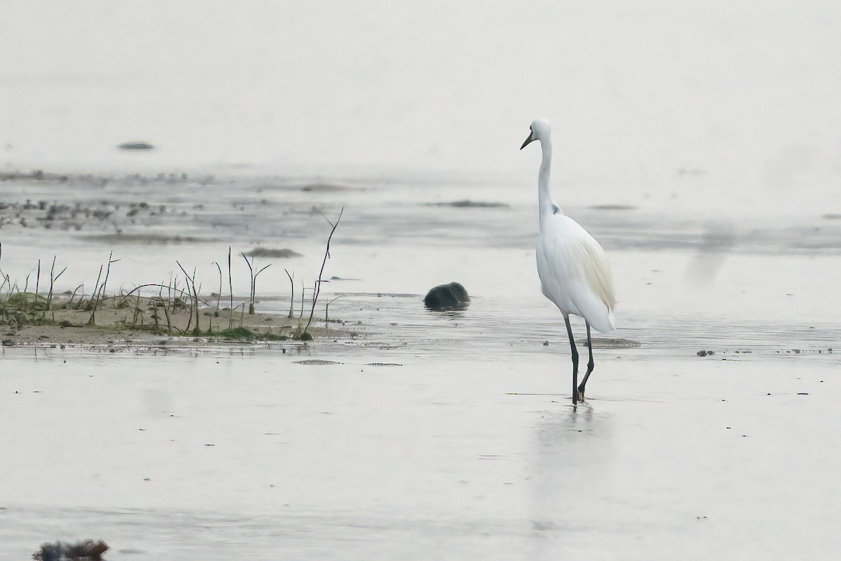 Little Egret - ML646509383
