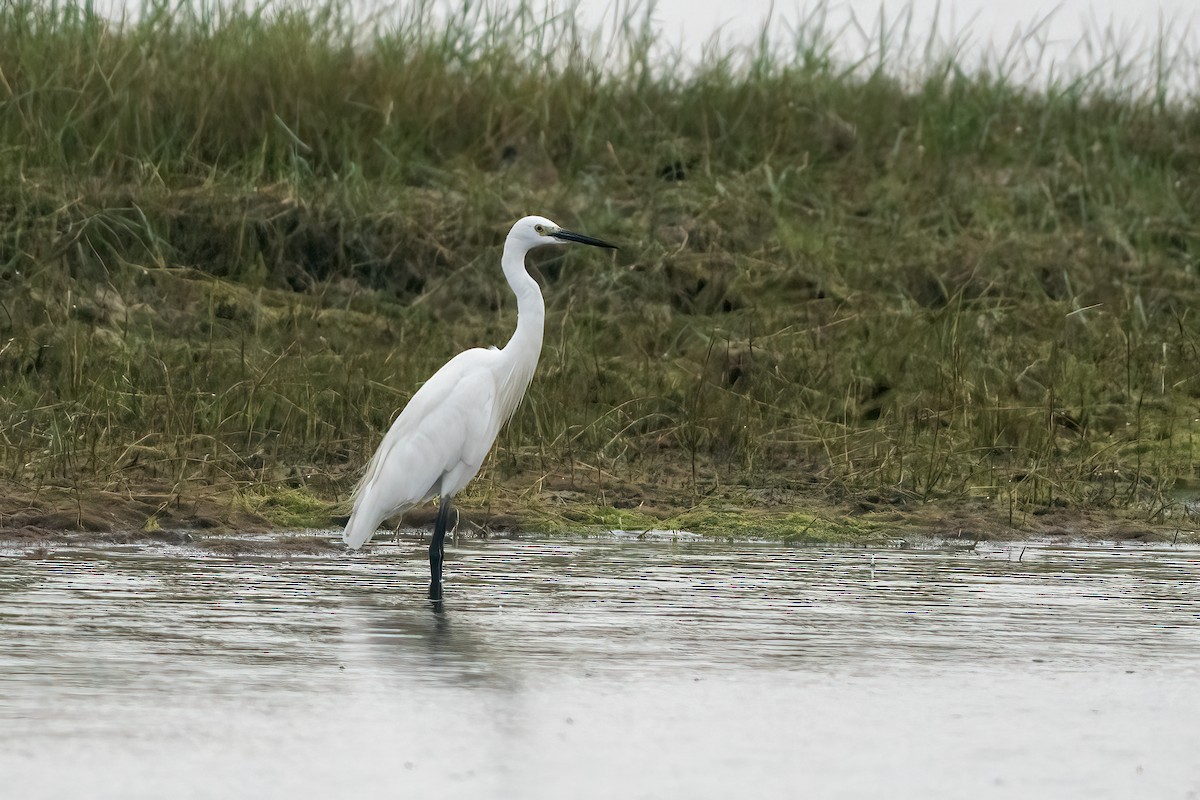 Little Egret - ML646509384
