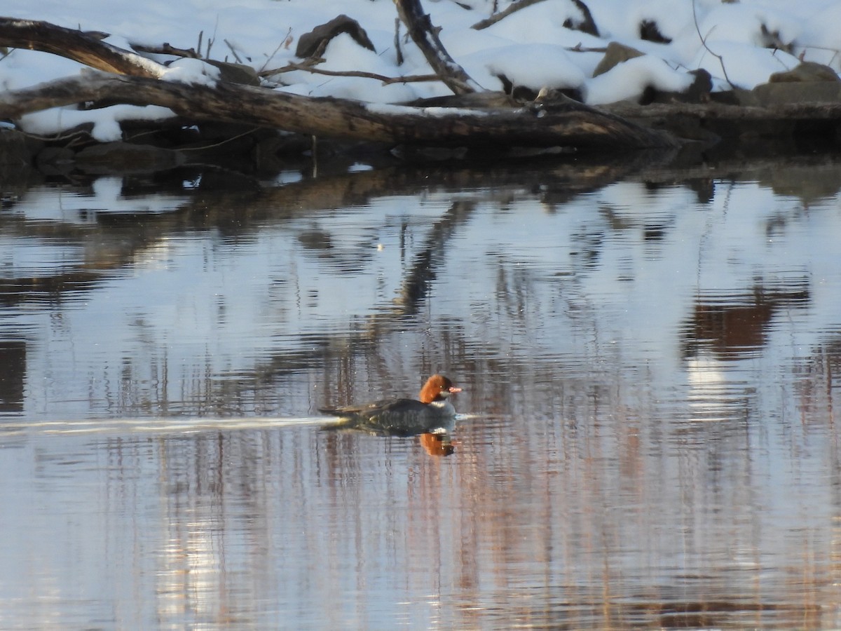 Common Merganser - ML646509385