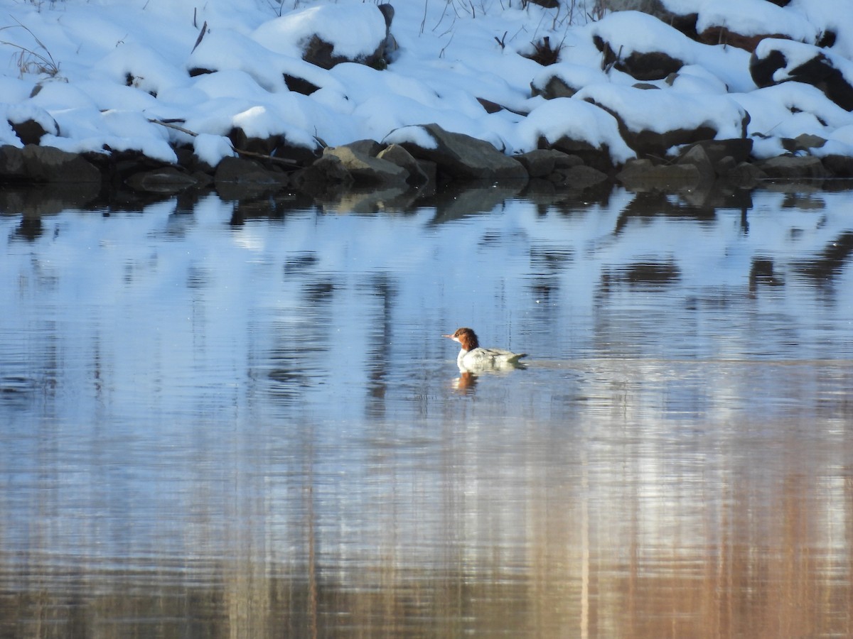 Common Merganser - ML646509386