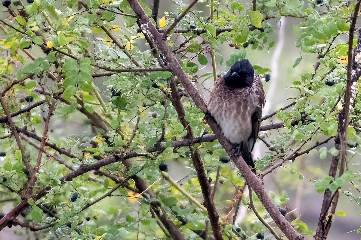 Red-vented Bulbul - ML646509387