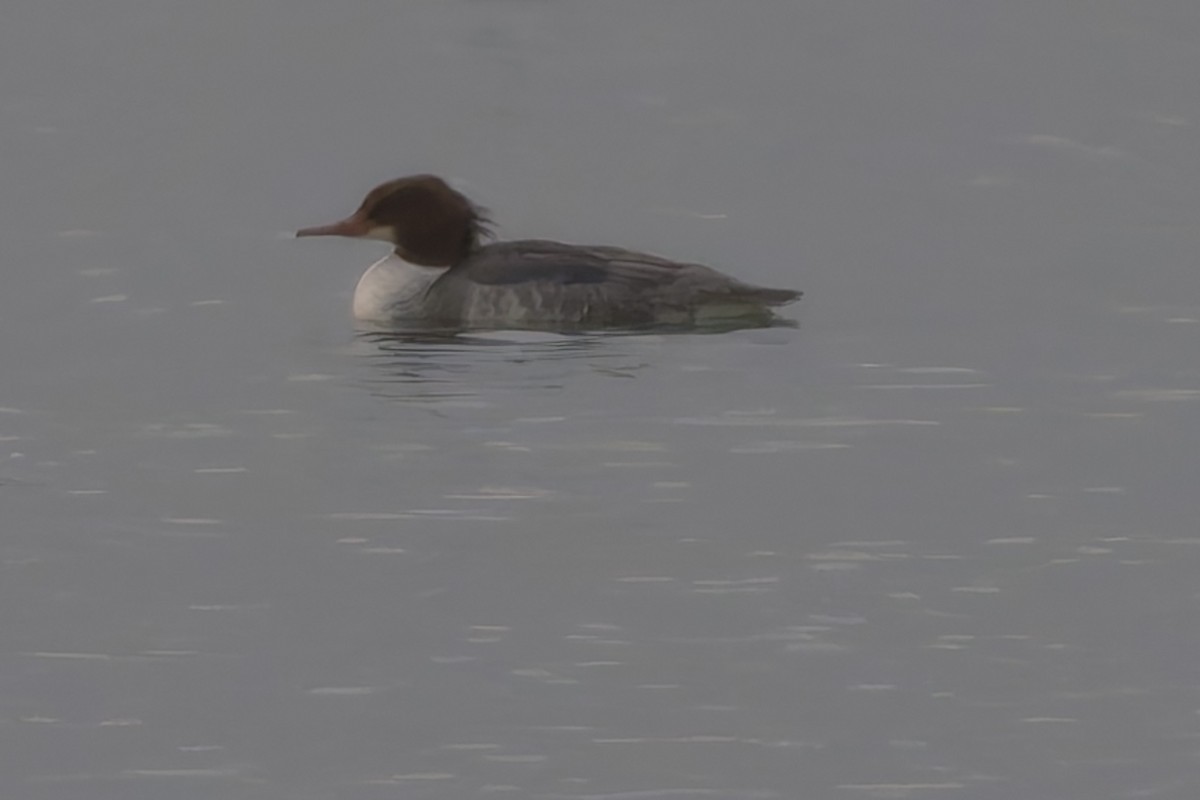 Common Merganser - ML646509388