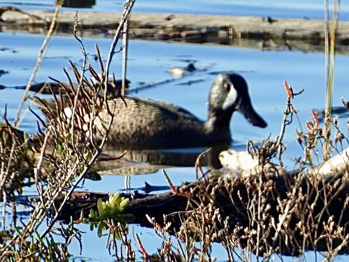 Blue-winged Teal - ML646509389