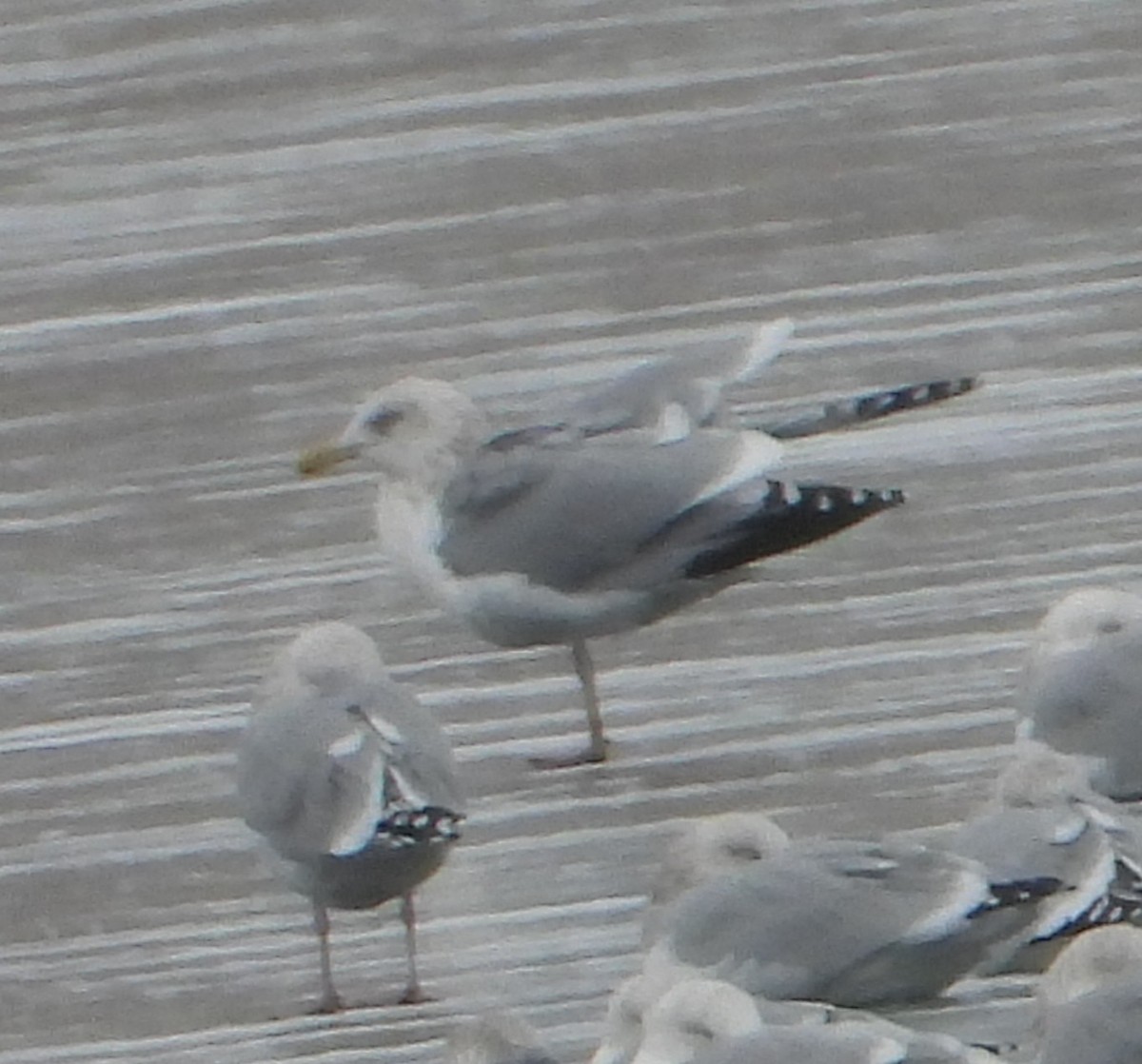 Kanadamöwe - ML646509390