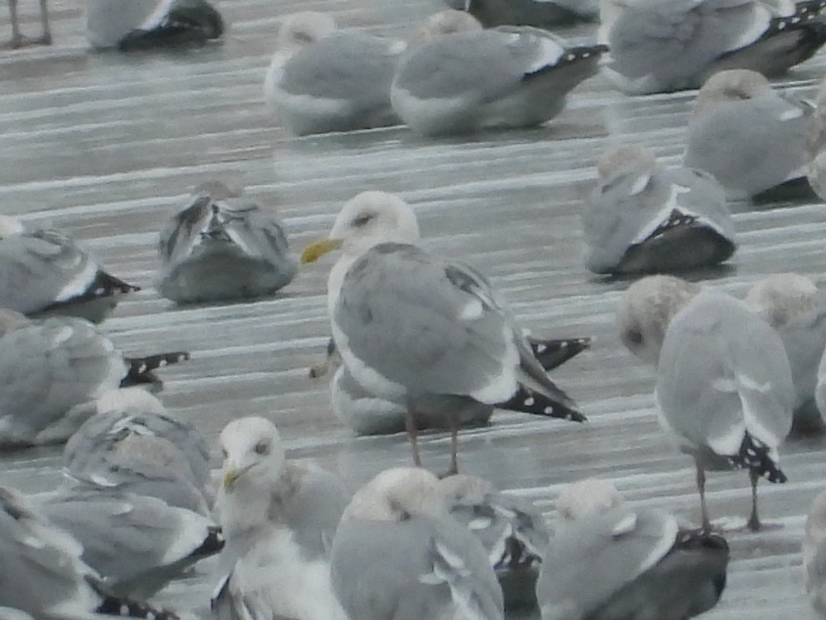 Kanadamöwe - ML646509391