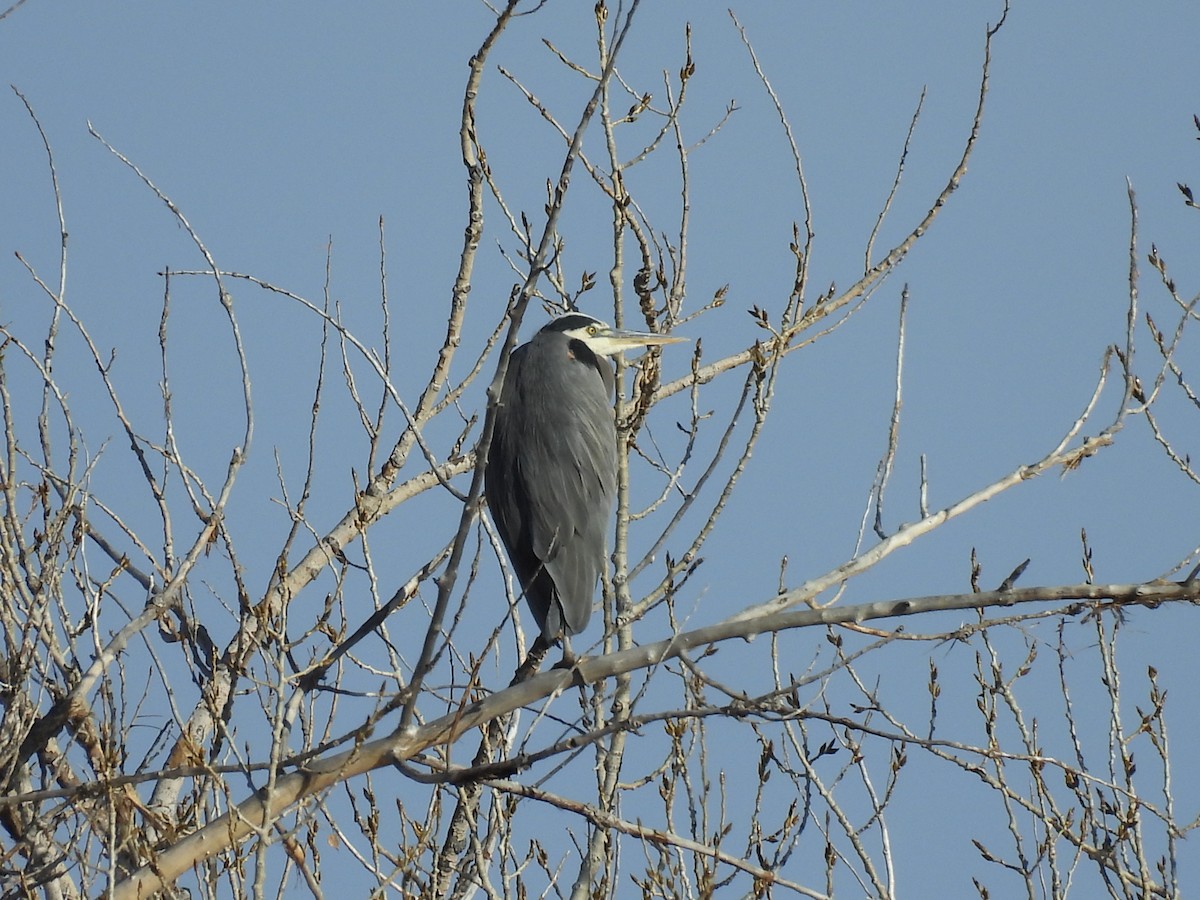 Great Blue Heron - ML646509392