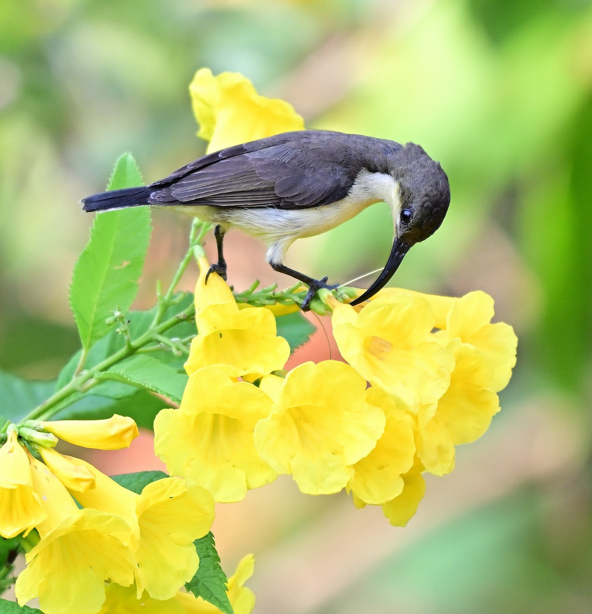 Loten's Sunbird - ML646509393