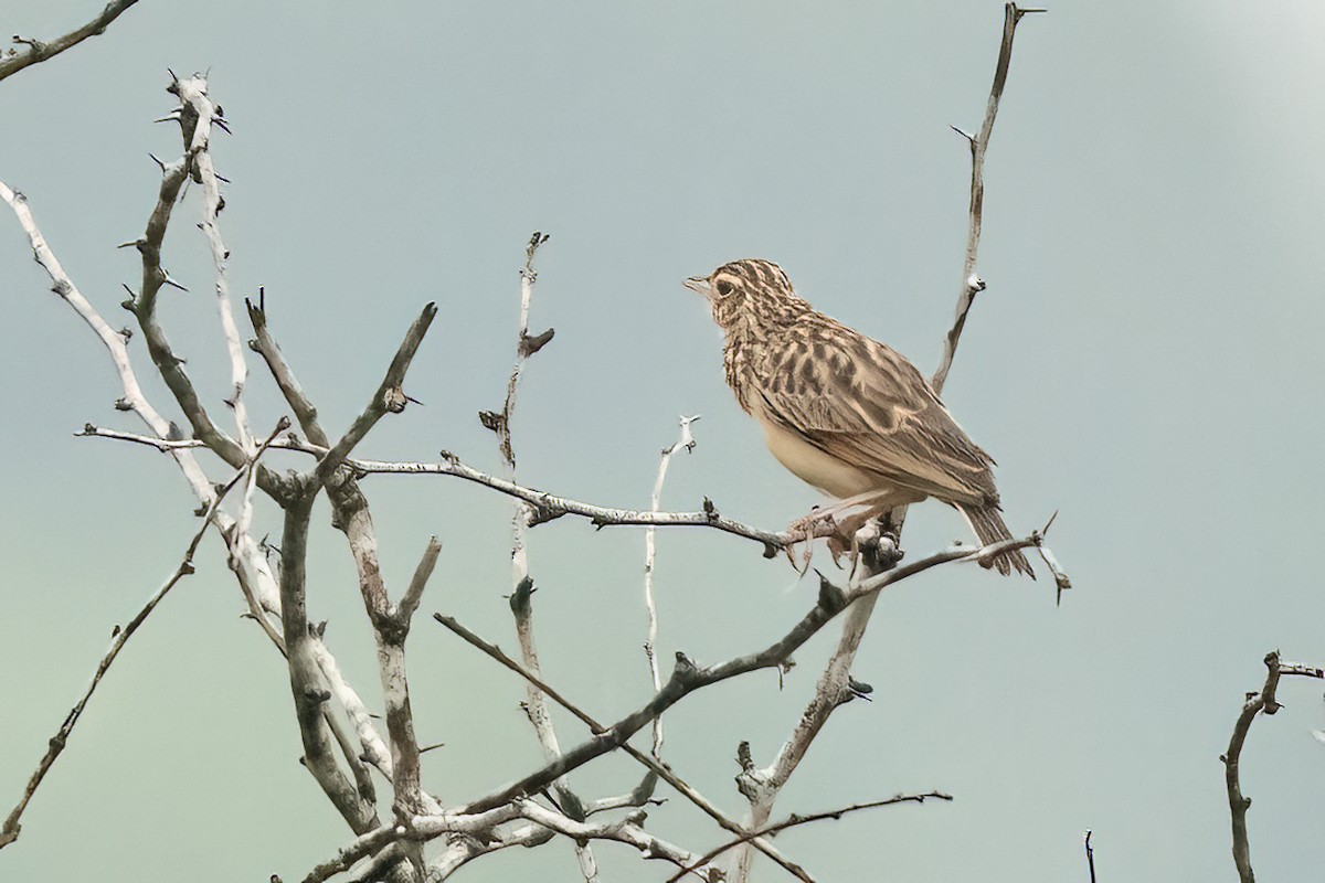 Jerdon's Bushlark - ML646509394