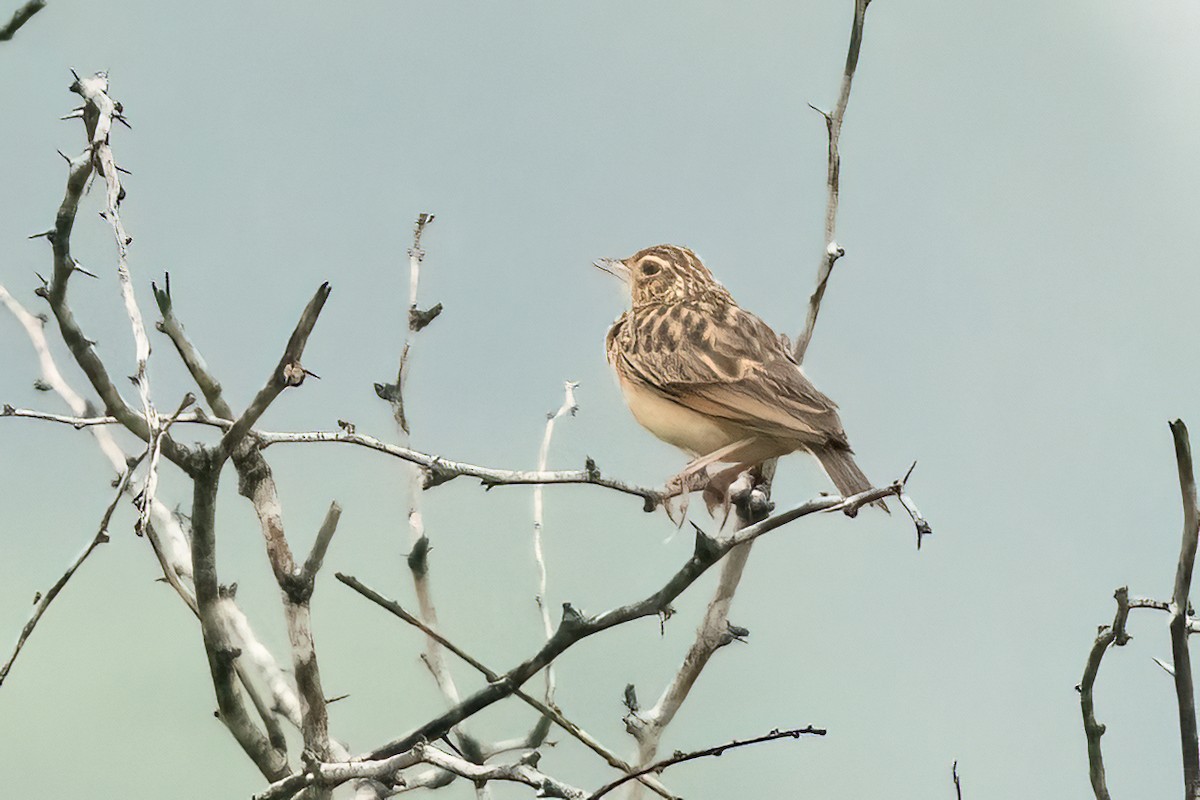 Jerdon's Bushlark - ML646509395