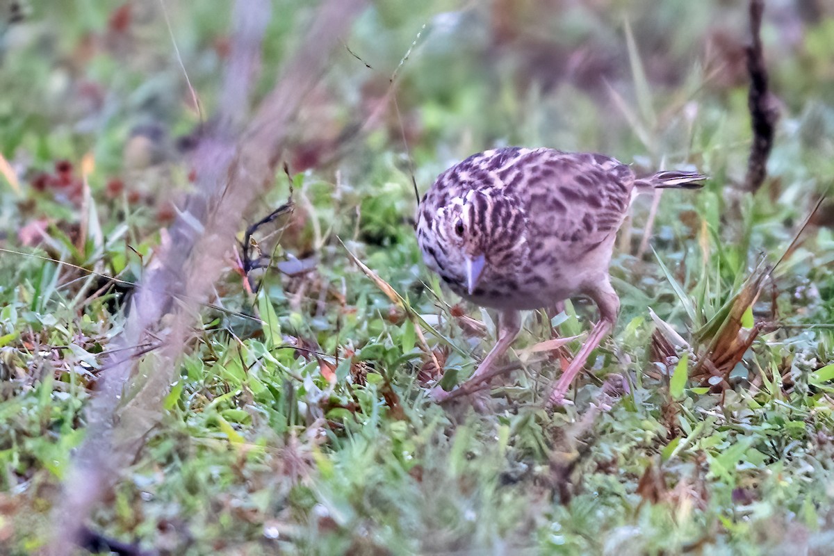 Jerdon's Bushlark - ML646509396