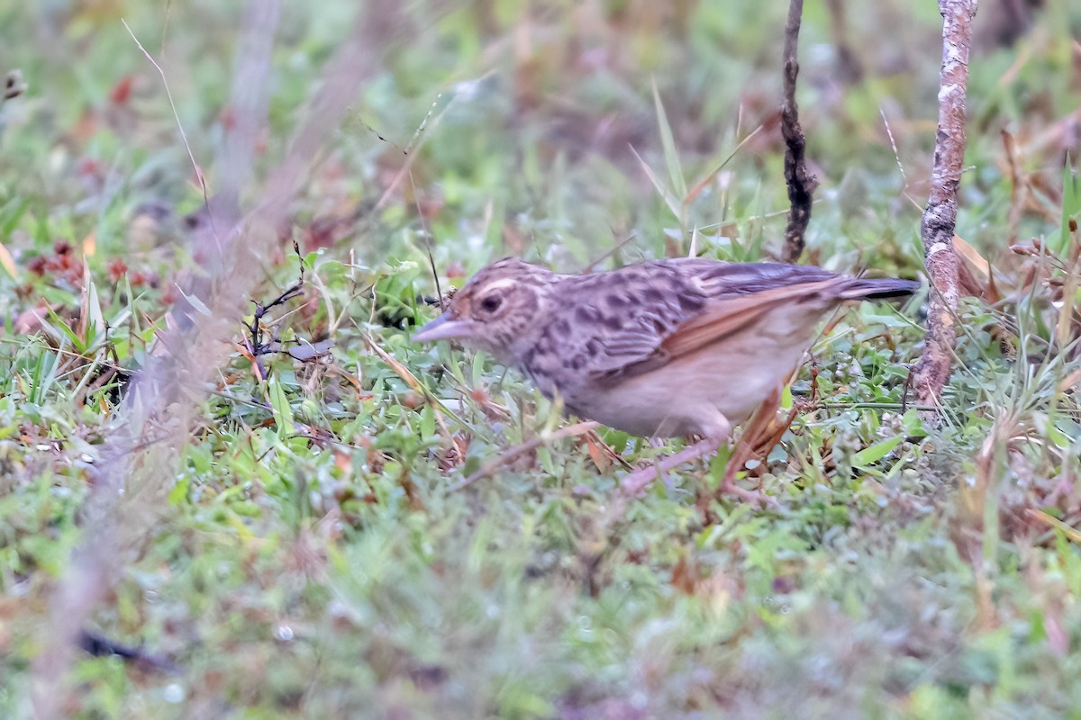Jerdon's Bushlark - ML646509397