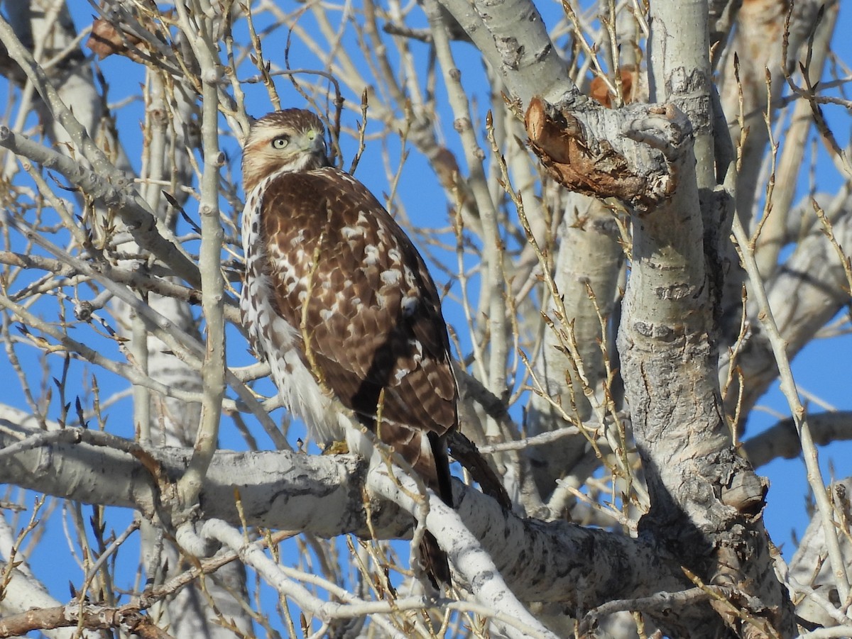 Red-tailed Hawk - ML646509400