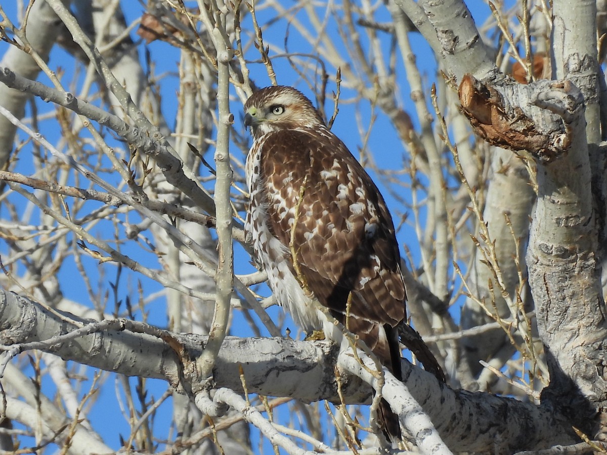 Red-tailed Hawk - ML646509401