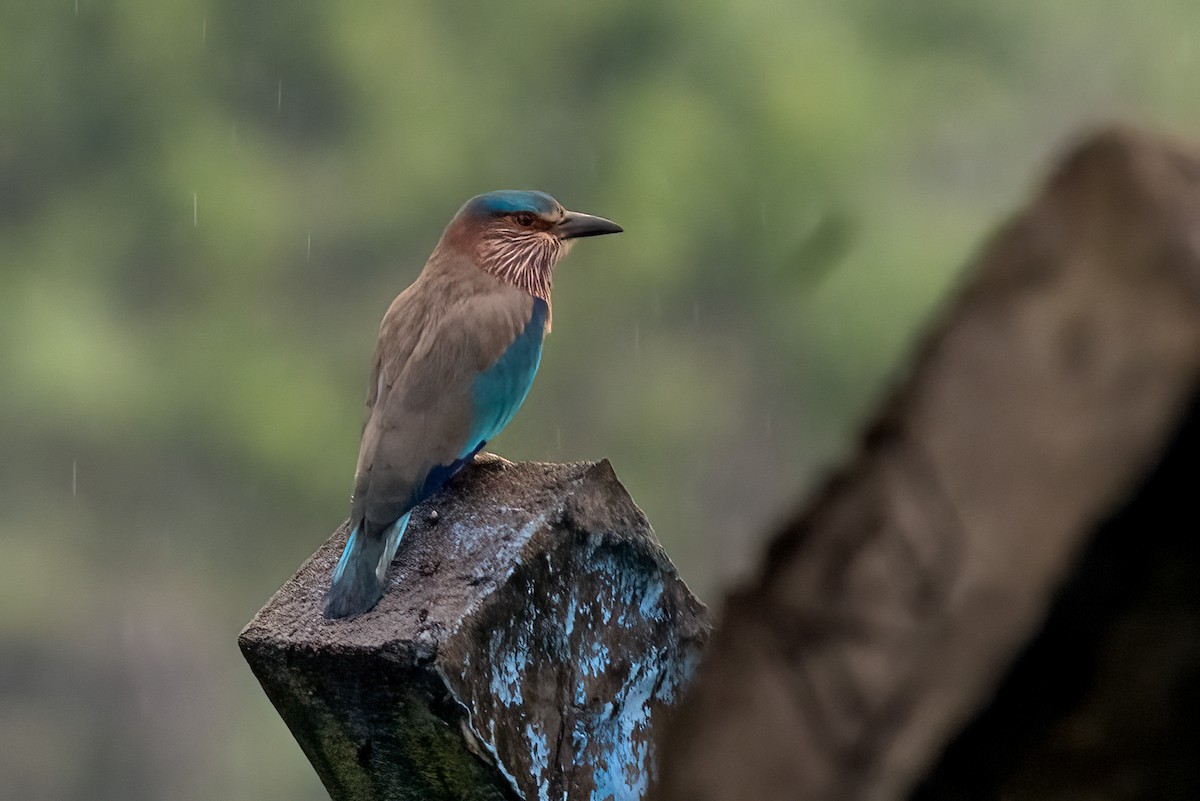 Indian Roller - ML646509402