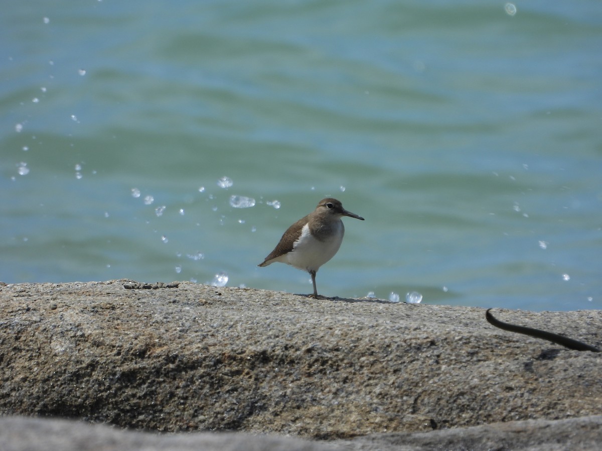 Dere Düdükçünü - ML646509403