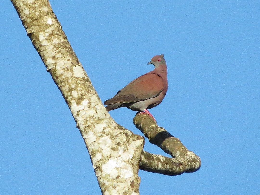 Pale-vented Pigeon - ML646509405