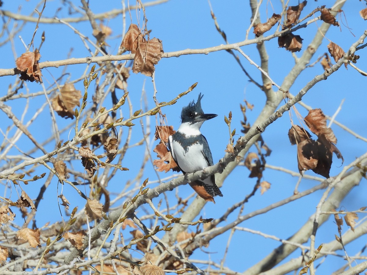 Belted Kingfisher - ML646509406