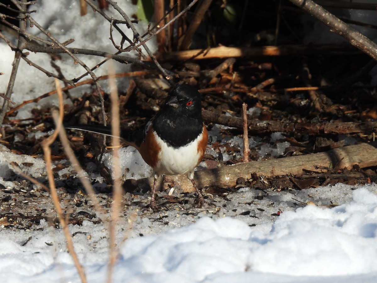 Spotted Towhee - ML646509409