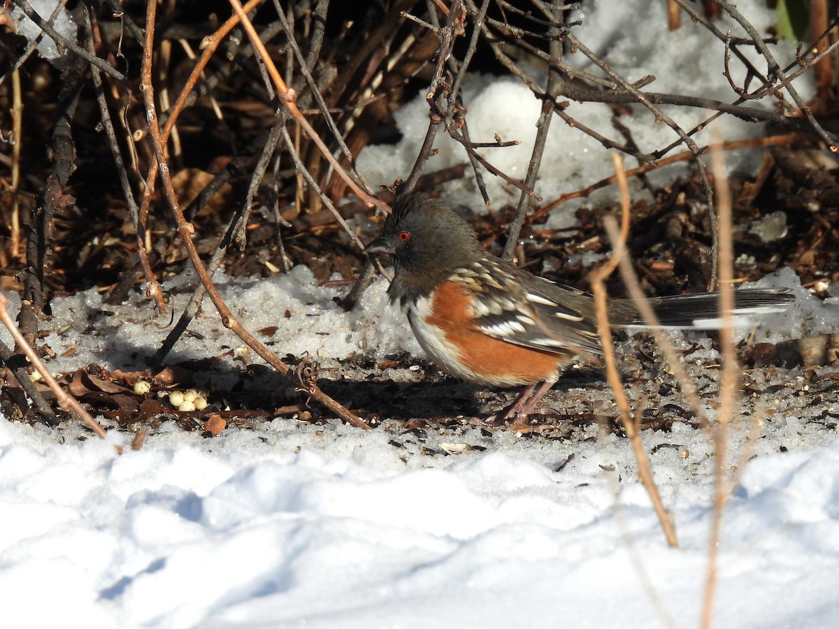 Spotted Towhee - ML646509410