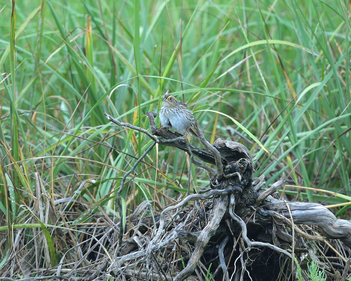 Saltmarsh Sparrow - ML646509412