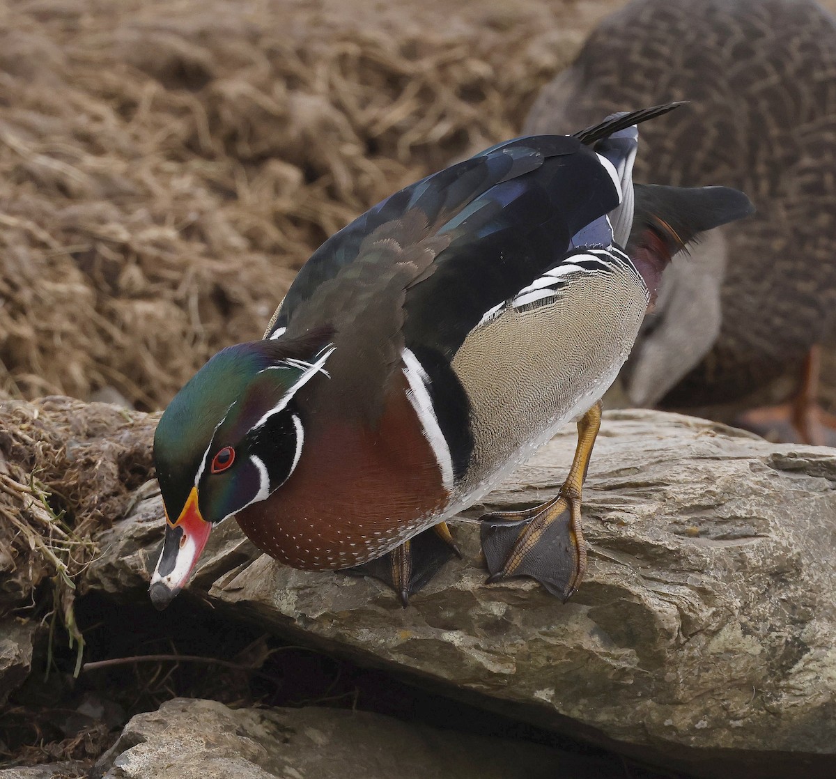 Wood Duck - ML646509417