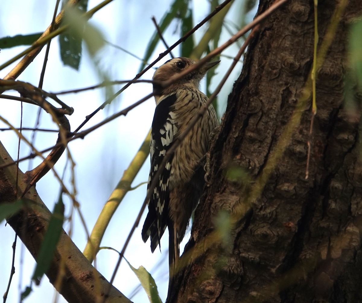 Gray-capped Pygmy Woodpecker - ML646509420