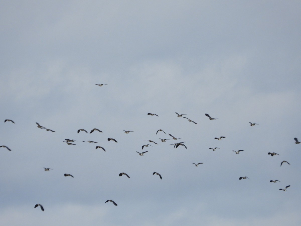 Чибис - ML646509423