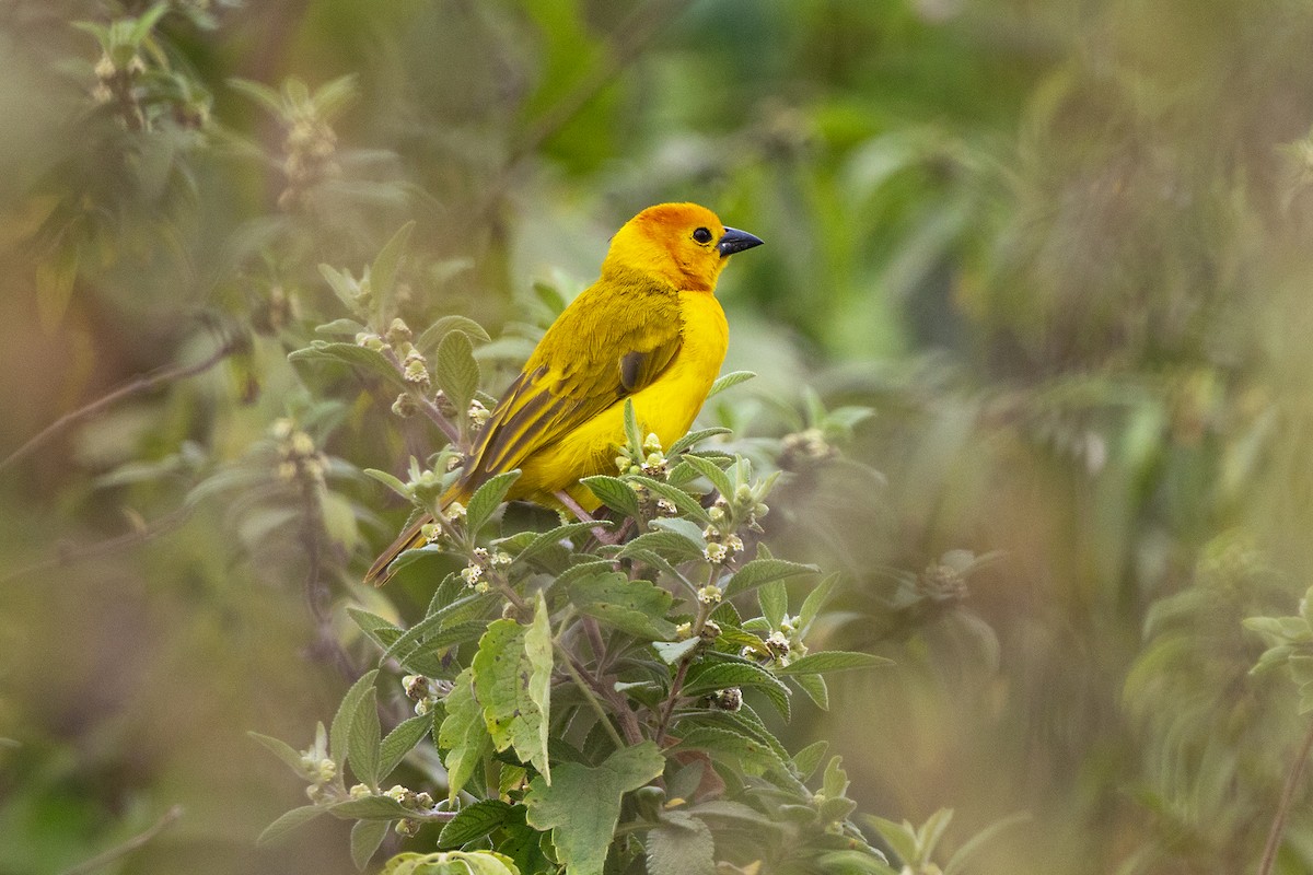 Tisserin de Taveta - ML646509426