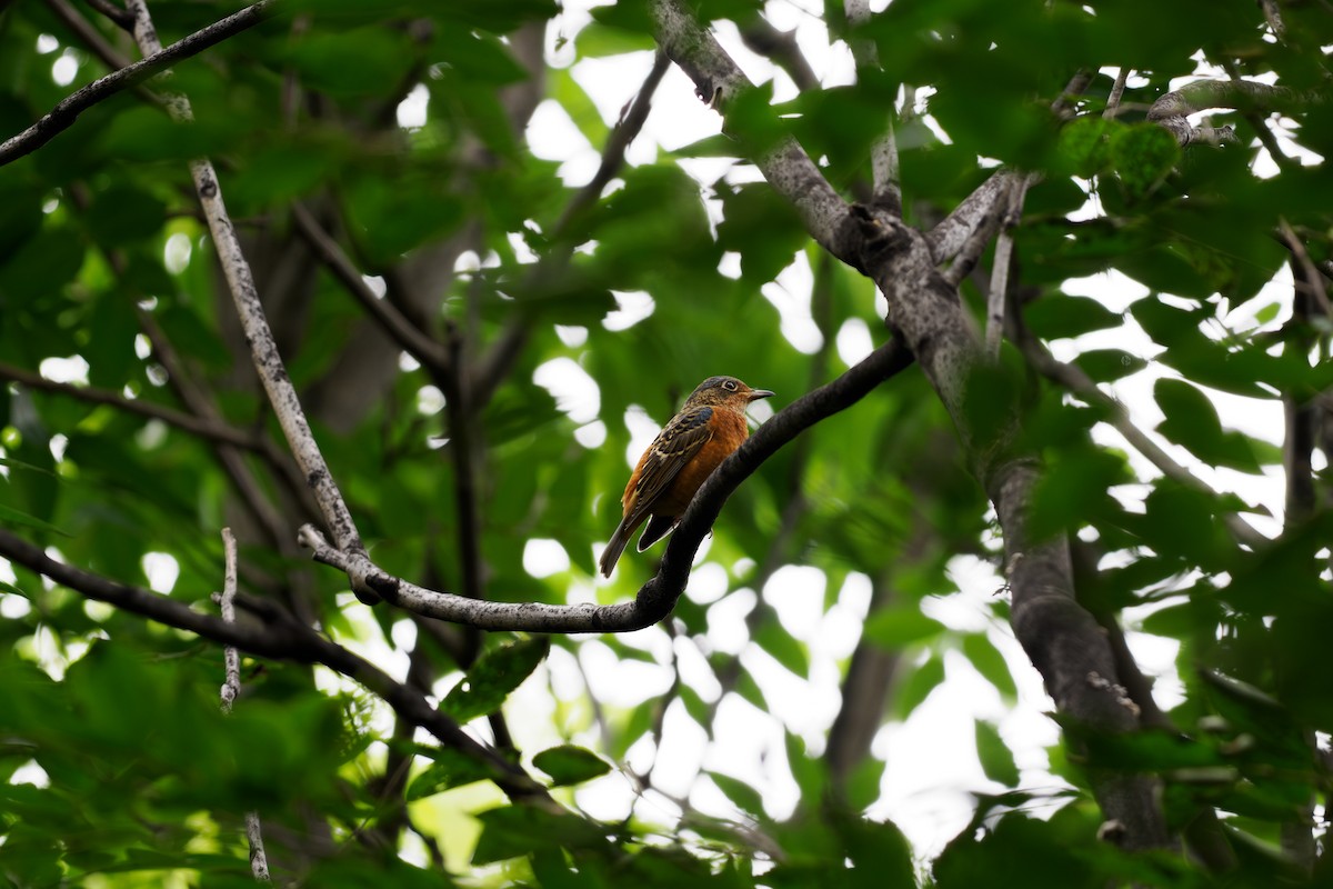 White-throated Rock-Thrush - ML646509427