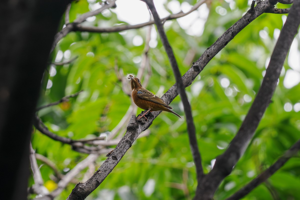 White-throated Rock-Thrush - ML646509429