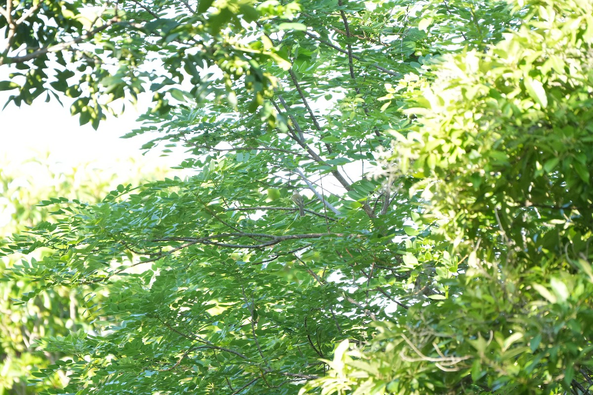 Greenish Elaenia - ML646509432