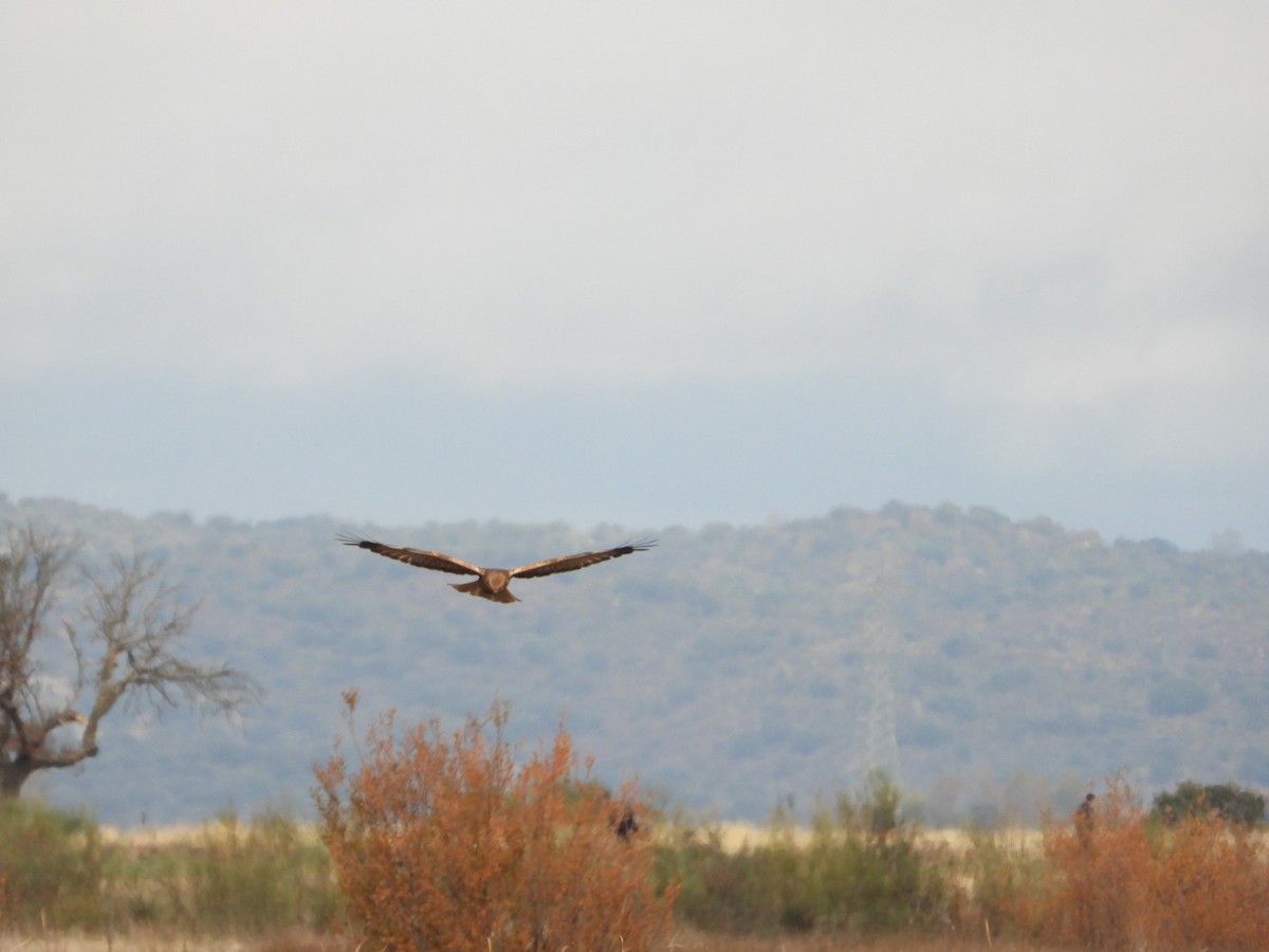 Болотный лунь - ML646509433