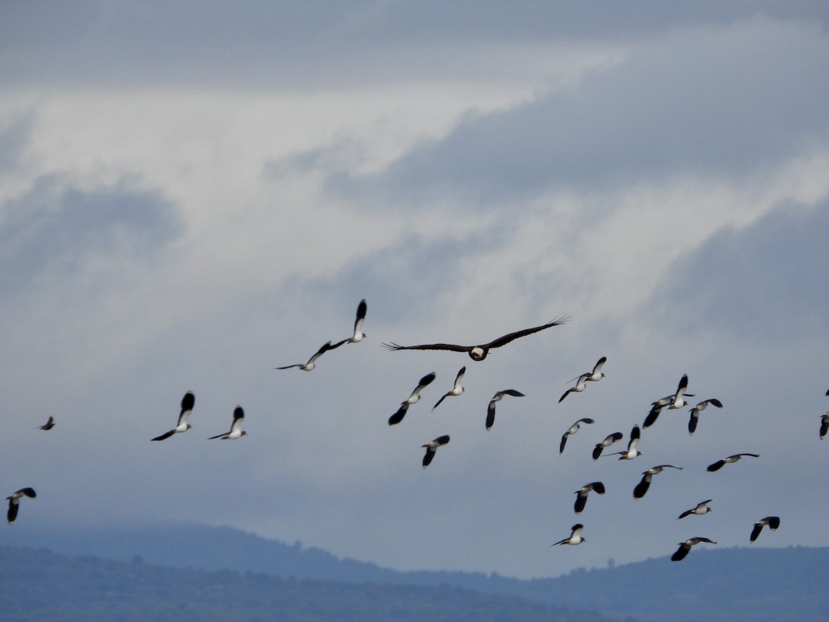 Болотный лунь - ML646509434