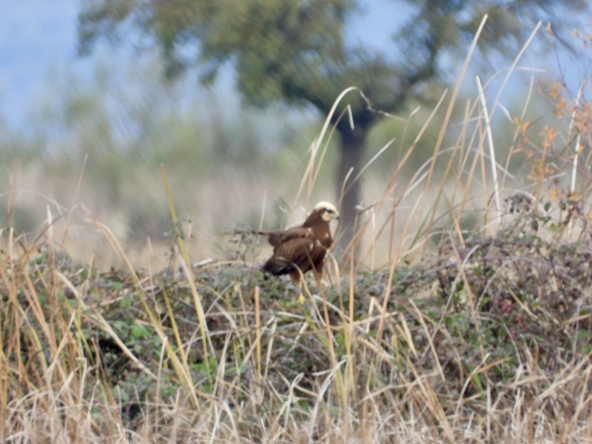 Болотный лунь - ML646509435